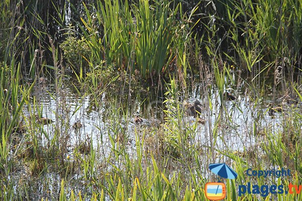 Canards dans la réserve de Trunvel-Tréogat