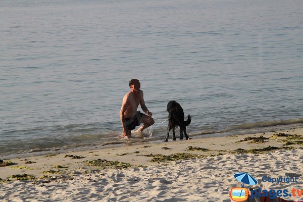 Animaux sur la plage de Keriec à Trélévern