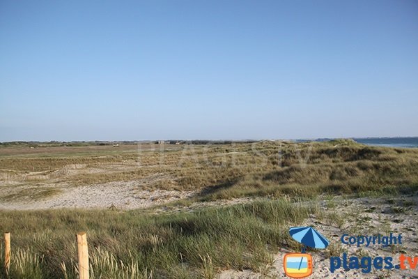 Végétation et dunes de la plage de Kermabec à Tréguennec