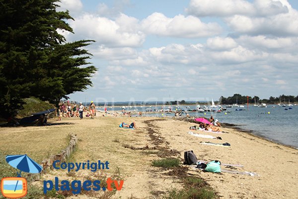 Plage avec des arbres sur l'ile d'Arz - Keroland