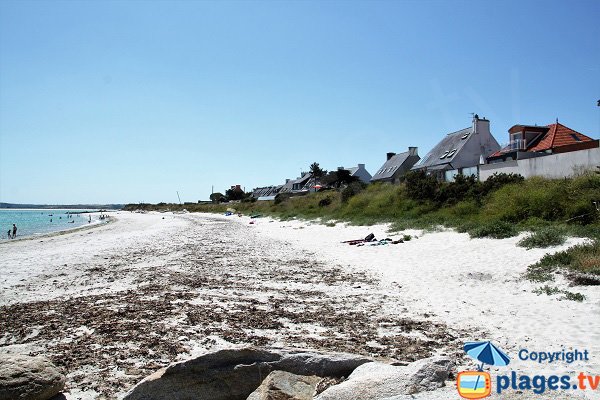 Algues sur la plage de Plounéour-Trez - Kerurus 