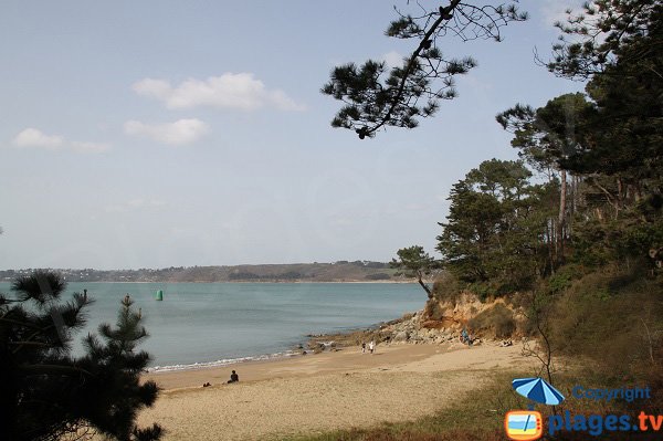 Végétation sur la plage de Kirio au niveau de la pointe de Dourven