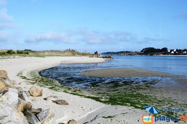 Algues vertes le long de l'estuaire de Tresseny - Guissény