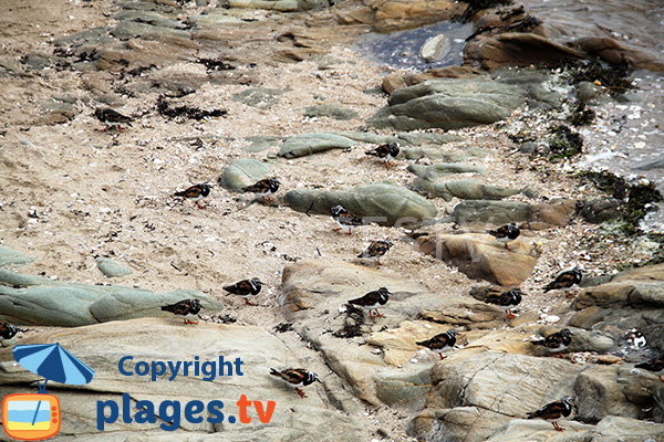 Meeresvögel am Strand von Damgan