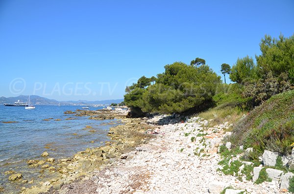 South cove in Sainte Marguerite island (Laoute) - Lerins island