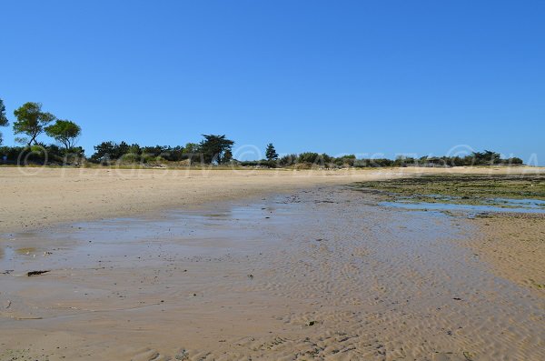 Environnement de la plage de Lauzin sur l'ile de Ré