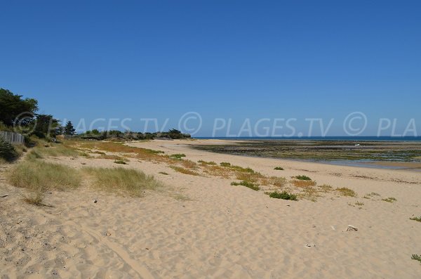 Photo de la plage de Lauzin aux Portes en Ré