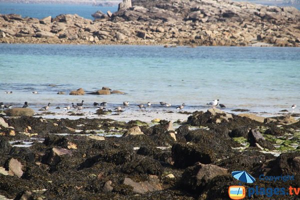 Oiseaux marins à Santec