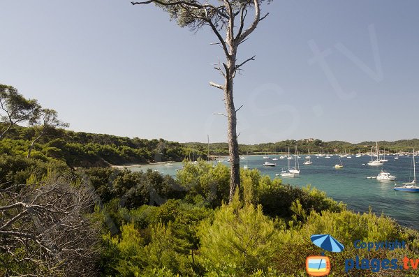 Photo de la plage du Lequin à Porquerolles