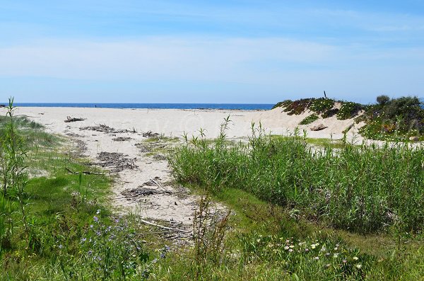 Dune sur la plage de Liamone en Corse