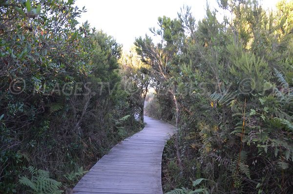 Sentier dans la réserve de la Marana à Borgo