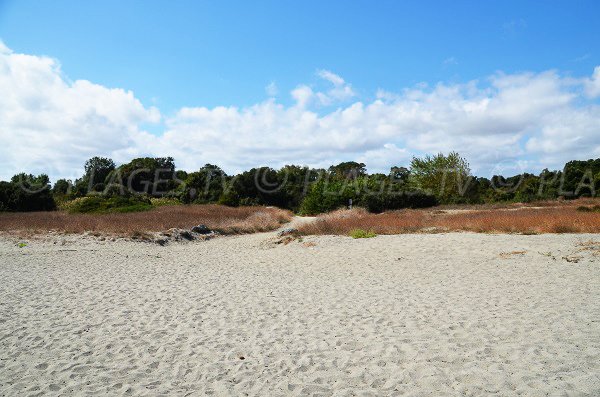 Environnement de la plage de Linguizzetta