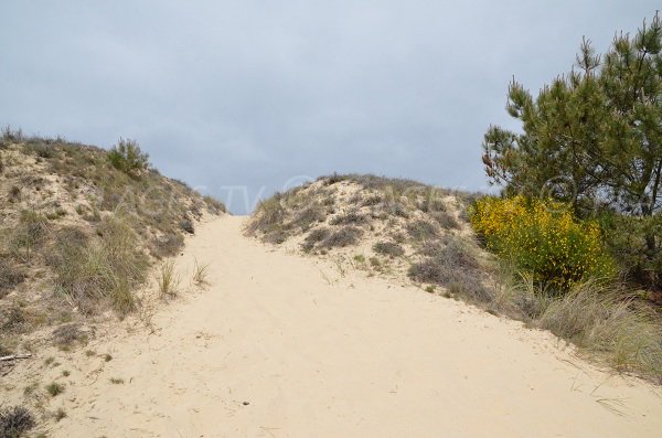 Access to the Lion beach in Lacanau