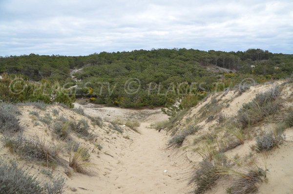 Sentier d'accès à la plage du Lion à Lacanau