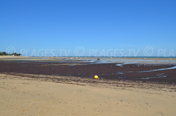 Baignade sur la plage de la Loge à marée basse - Portes en Ré