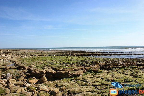 Pêche à pied sur les plages de Jard sur Mer