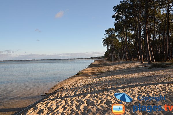 Plage de Maguide bordée par une pinède - Lac de Biscarrosse