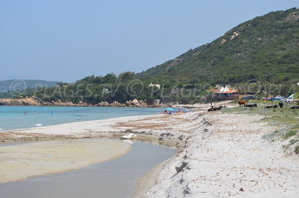 Vache sur la plage d'Argent en Corse - Mare e Sole