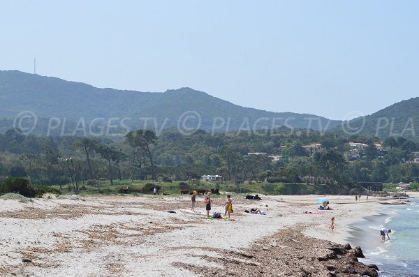 Arrière plan de la plage d'Argent à Pietrosella en Corse