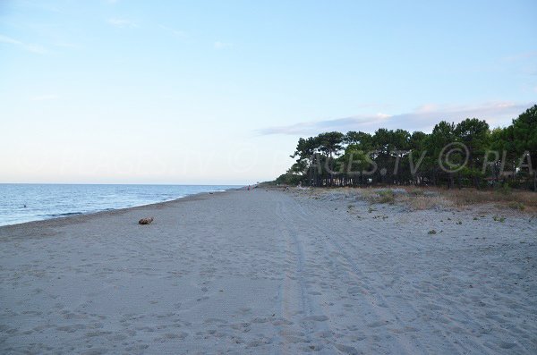 Spiaggia delimitato da una foresta di pini a Borgo