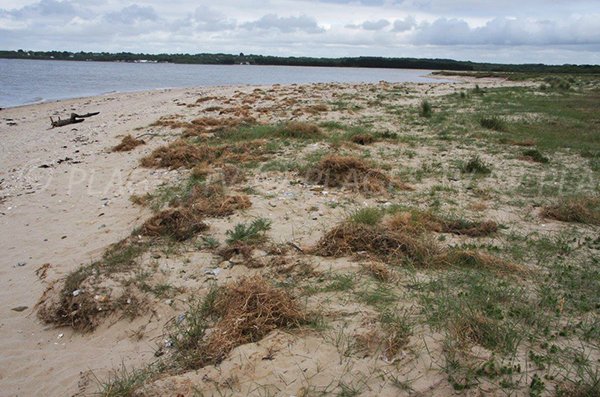 Photo of Pénestin beach and Ménard dunes