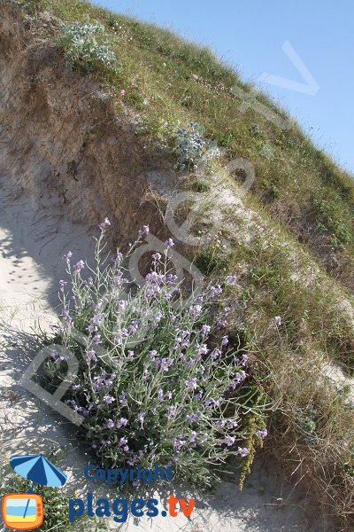 Dunes around the C'hi Du cove