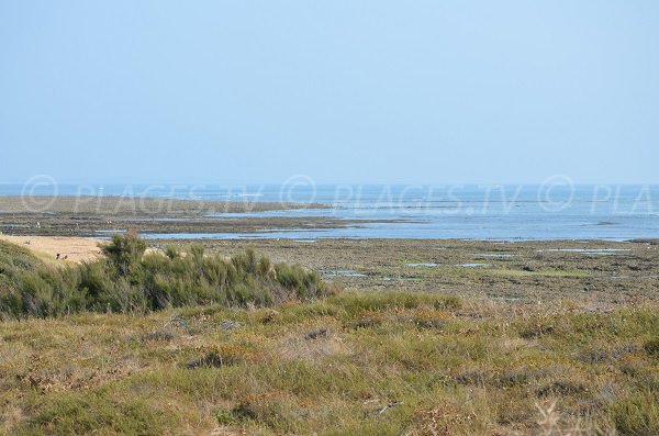 Pêche à pied à la Ménounière à Oléron