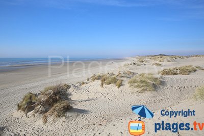 Plage sauvage à Merlimont dans les dunes