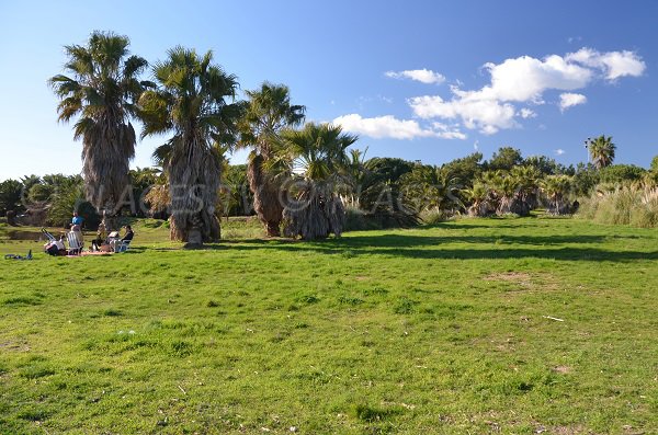 Pelouse sur la plage de Mérou avec palmiers