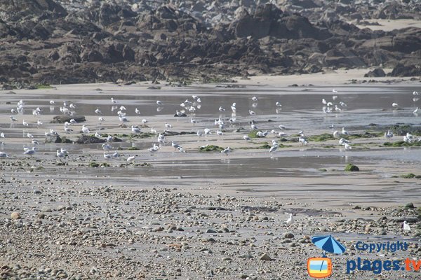 Oiseaux sur le plage du Moulin de Locquirec - Bretagne