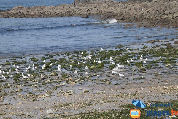 Algues vertes sur la plage du Moulin de la Rive