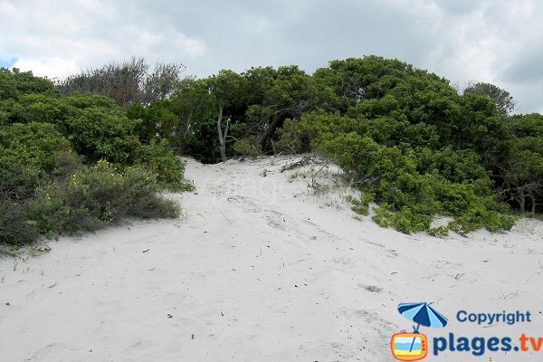 Dune di Mucchiu Biancu - Corsica