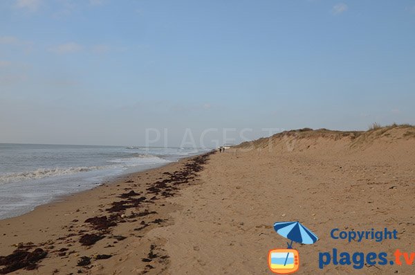 Dunes de la plage du Murier - Notre Dame de Monts