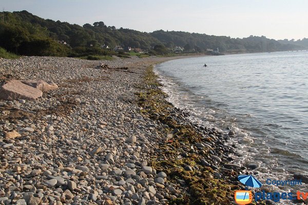 Algues vertes sur la plage de Nantouar à Louannec