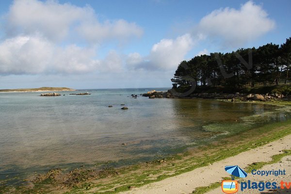 Algues vertes sur la plage de Nod Even - Guissény