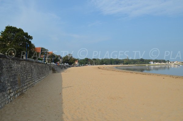 Plage face à une pinède