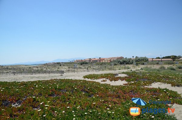 Végétation autour de la plage nord de Ste Marie