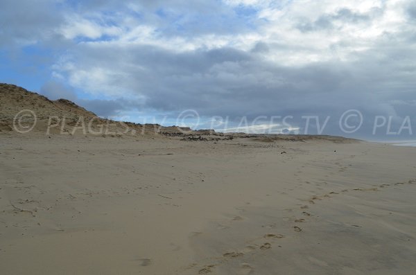 Dunes de la plage de Soustons