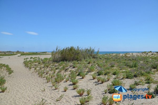 Environnement de la plage nord de Torreilles