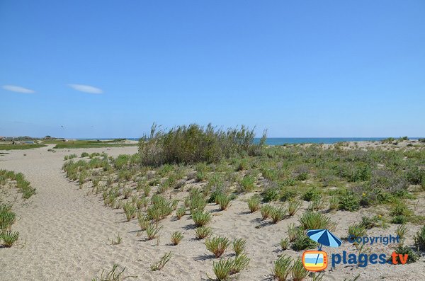 Edge of the North beach of Torreilles