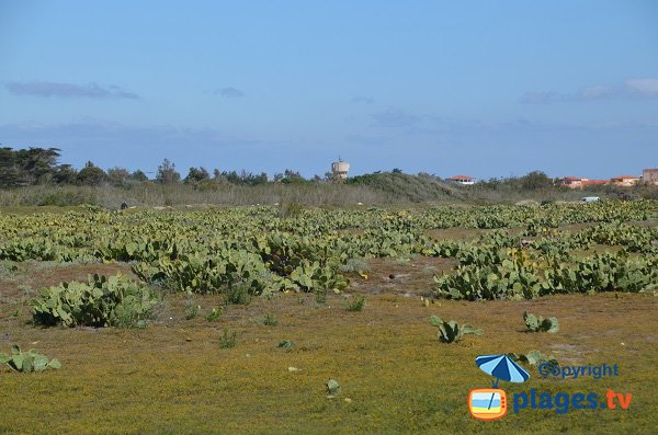 Végétation autour de la plage de Torreilles