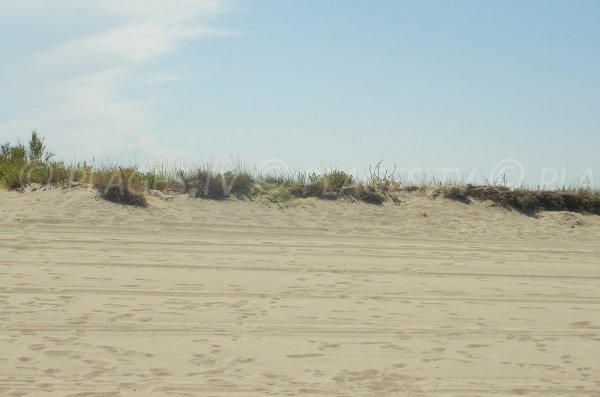 Dunes on Torreilles beach