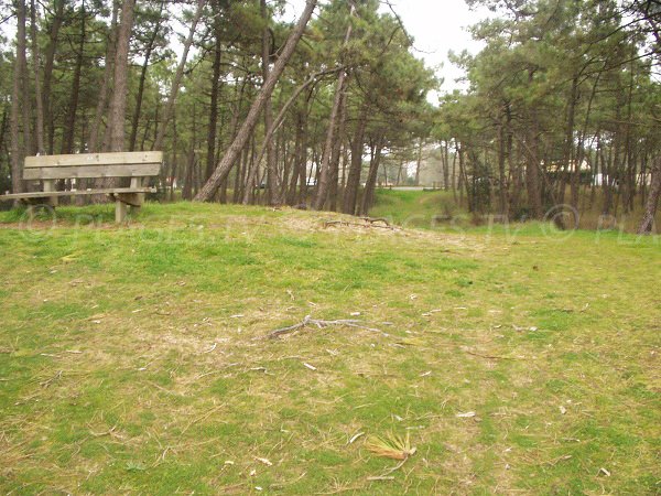 Sentier forestier pour accéder à la plage d'Arçay à La Faute