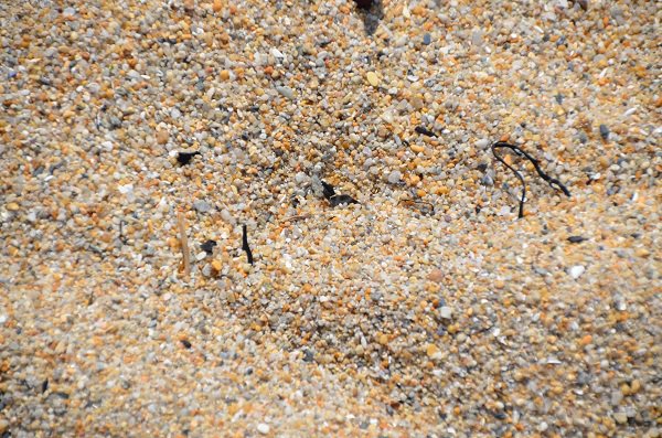 Sand of Kerhostin beach - Quiberon