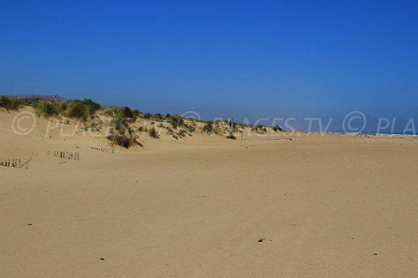 Dunes de la plage des Orpellières à Sérignan