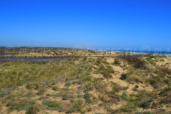 Réserve naturelle des Orpellières dans l'Hérault