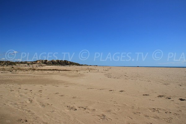 Dunes sur la plage Ouest de Portiragnes