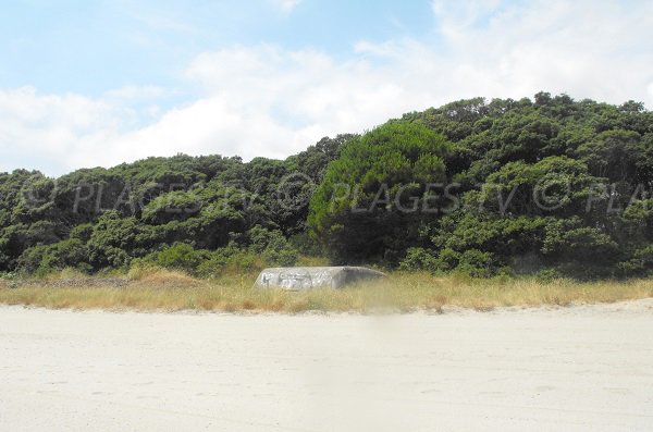 Environnement de la plage de Padulone à Cervione