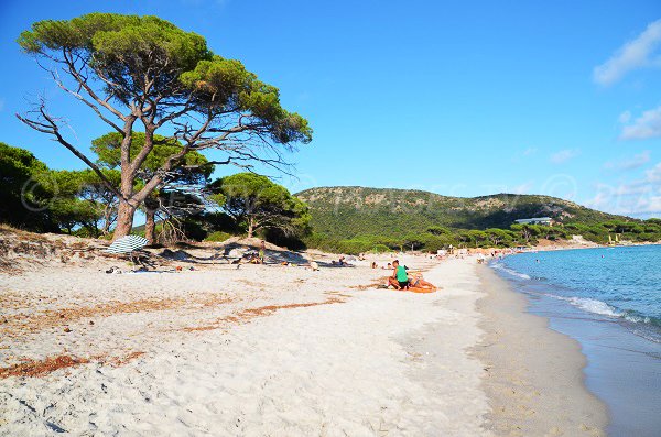 Photo from the main Palombaggia beach in Corsica