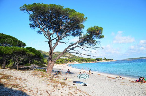 Photo of the Palombaggia beach in Corsica - Porto Vecchio